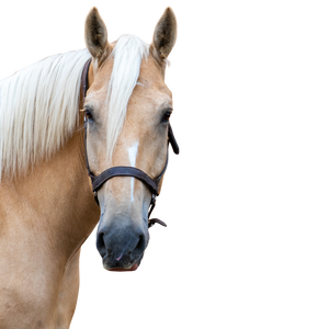 A palomino horse head with a leather halter.